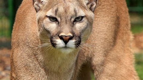 Watch These Chilling Videos Of Screaming Mountain Lionsif You Dare