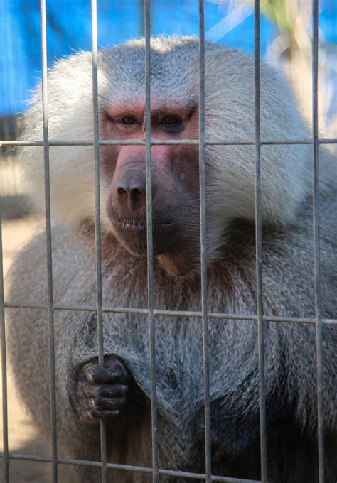 Gazas Exotic Zoo Animals Receive A Much Needed Medical Visit Israel