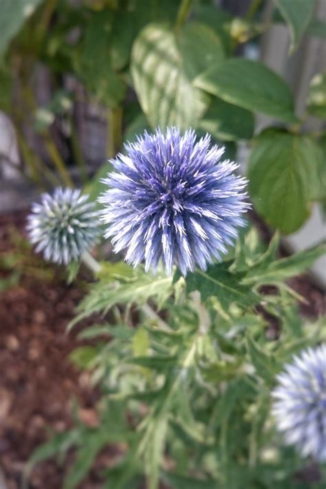 Purple Spike Ball Eric Kilby Flickr