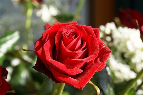 Foto De Una Rosa Roja Imágenes Y Fotos