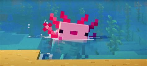 Axolotl In A Bucket Minecraft