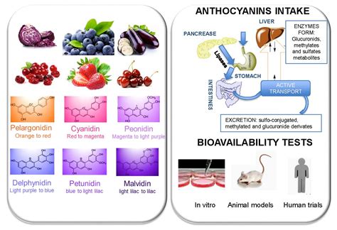 Antioxidants Free Full Text State Of The Art Of Anthocyanins