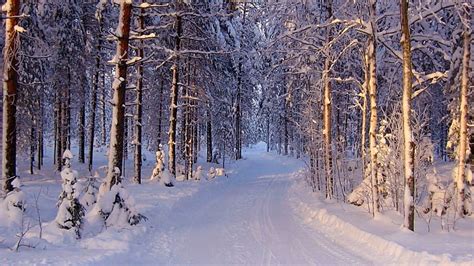 Hd Wallpaper Winter Snowy Forest Path Cold Nature Wallpaper Flare