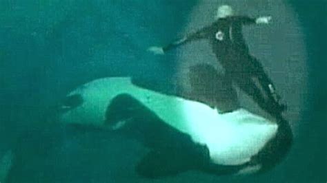 Voice Of The Orcas Osha Calls Seaworld Unsafe In Official Legal Document