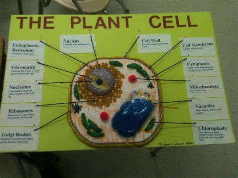 Diagram Of Animal Cell Of Class 9th Mrs Hills Science Class 6th