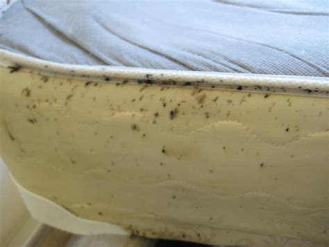 Bed Bugs Toronto Affordable Bed Bugs Exterminator Toronto Pestend