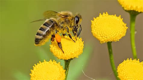 Ag News Understanding Pollination For National Pollinator Week June