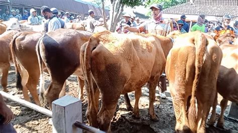 Sapi Doro Calon Indukan Superan Harga Jutaan Pasar Sapi Wirosari