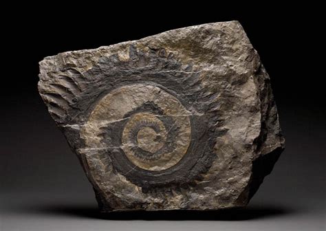 Fossil Tooth Spiral Smithsonian Ocean