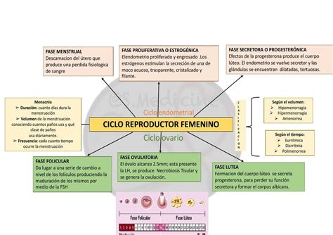 Resumen Ciclo Reproductor Femenino Ciclo Reproductor Gestación Udocz