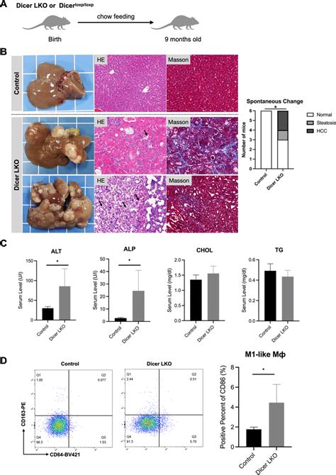 Dicer Lko Mice Develop Nash And Hcc Spontaneously With Macrophages M1 Download Scientific