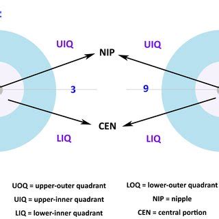 This article describes the anatomy of the female breast and mammary glands, including the blood supply and innervation. Breast Anatomy Quadrants - ovulation symptoms