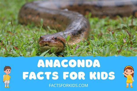 16 Anaconda Facts For Kids That Are Sure To Impress Facts For Kids