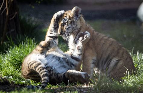 Nos Derriten De Amor Cuatro Tigres Bengala Beb Enternecen A