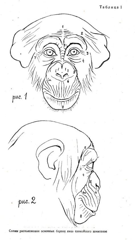 How to draw side view face cartoon. Pin on Resources - Animals