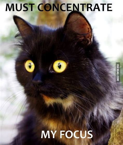 Focused Cat Is Focused 9gag