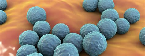 Enterococcus Faecium Übertragung Symptome Therapie Landr Prevent