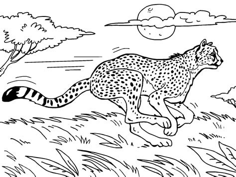 Cheetah Coloring Page Coloring Pages 4 U