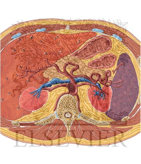 The aorta is the largest artery of the body. Abdomen MIP Vasculature 1