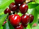 Trees Planet: Prunus avium - Wild Cherry - Gean