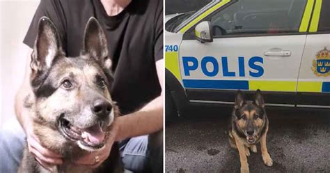 Fredrik solvang publiserte disse meldingene på twitter før han stengte kontoen. Politiet med følelsesladet video til ære for politihunden ...