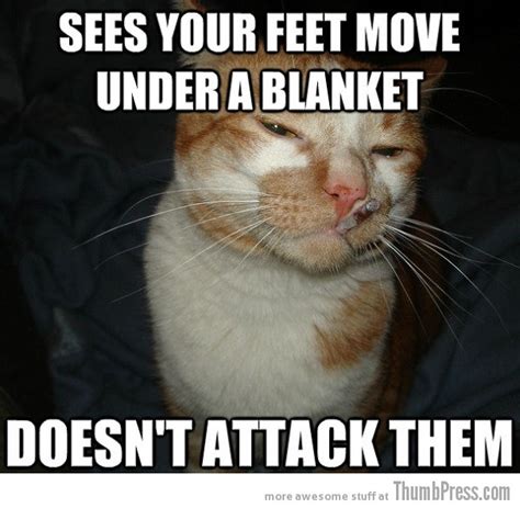 Awesome Cat Memes Image Memes At