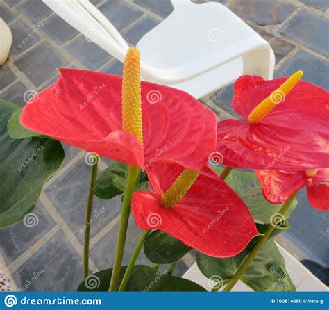 Flamingo Flower Andraeanum Flower Is A Beautiful Plant To Give Away