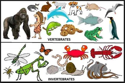 10 Contoh Hewan Invertebrata Avertebrata Beserta Gambar Dan Riset