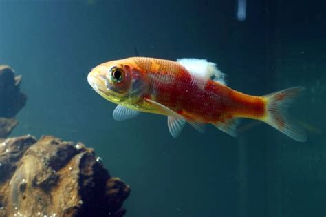 Frequently Asked Questions On Treating Sick Fish Practical Fishkeeping