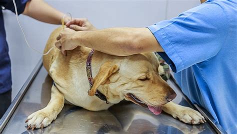 Der von uns verwendete test ist für hund und pferd validiert. Addison-Krankheit bei Hunden: Symptome, Ursachen und ...