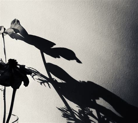 7 Artists On Using Strong Shadows In Photography