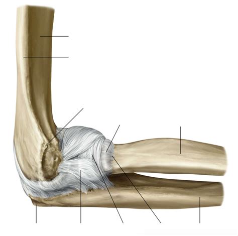 The Capsule And Ligaments Of The Right Elbow Joint In Flexion
