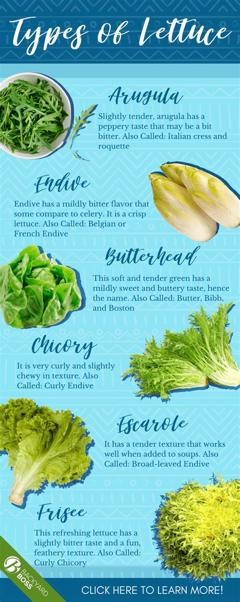 Types Of Lettuce Chart