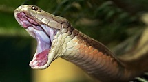 Die giftigsten Schlangen der Welt - Welt der Wunder TV