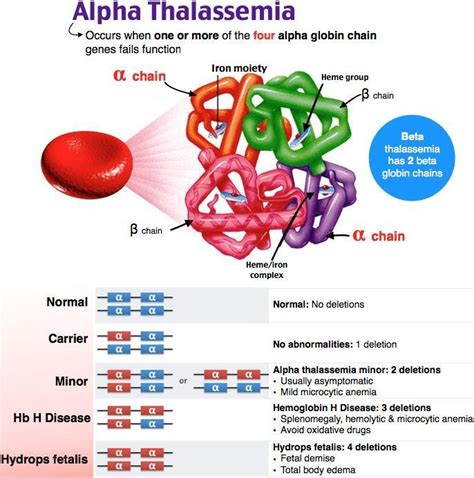 Learn about lab tests used to help diagnose thalassemia. How many globin chain genes is associated with alpha ...