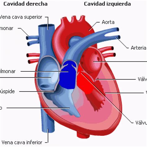 Coraz N Anatom A Cardiotech