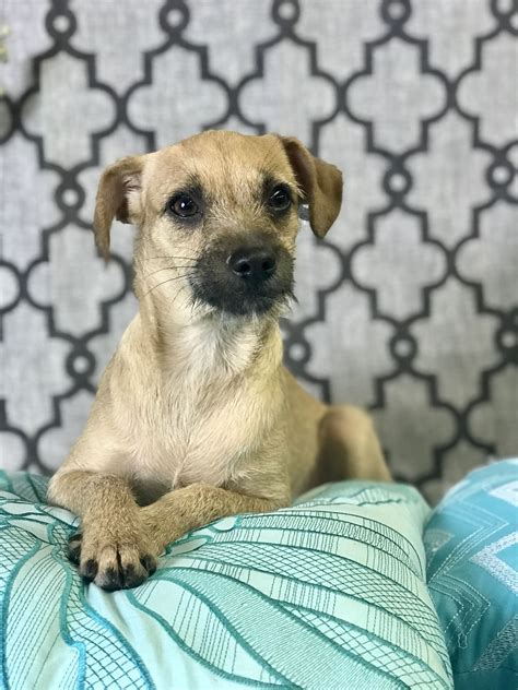 Adopt me! Pets of the week at North State rescues | Pets, Animal