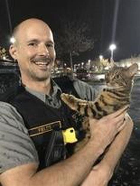Missing Bengal Cat Reunited With Owners