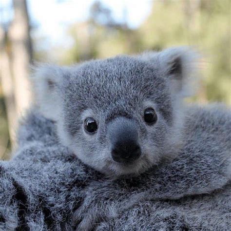 Koala On Instagram Soooo Cute Little Baby 🤗 ️ Via Unknow Dm