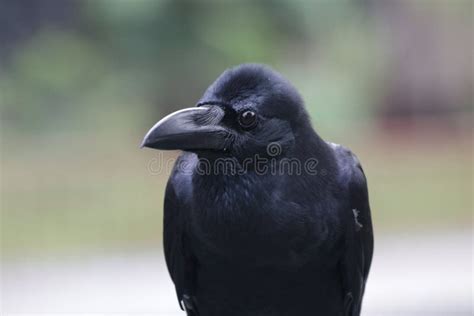 Close Up Black Crow Corvus Stock Image Image Of Black Harsh 124351765