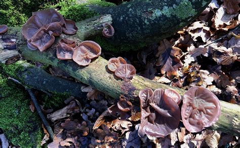 11 Fascinating Fungi You Can Find In The Uk Greenpeace Uk