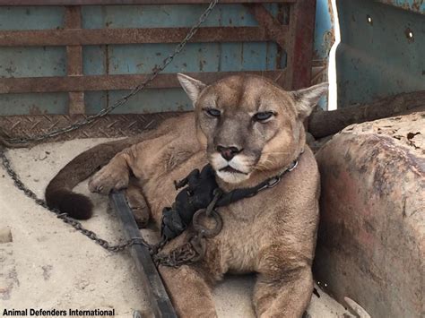 Circus Cat Chained To Truck For 20 Years Takes First Steps To Freedom