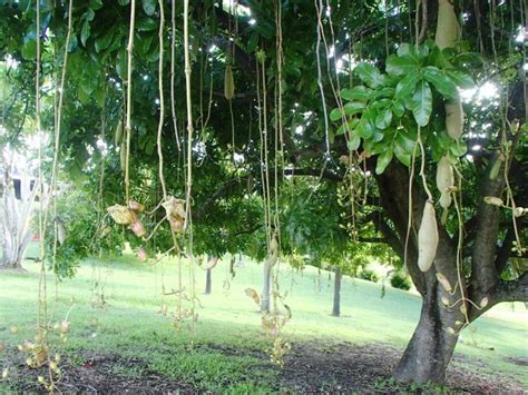 African Sausage Trees In 45 Litre Grow Bags 4 Sale Here Oz Online 168