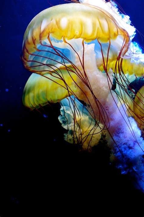 Tentacle Garden Jellyfish Sea Animals Amazing Jellyfish