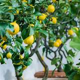 Clay pot is ideal because unlike plastic it is porous and evaporates water from sides, this helps the lemon tree to grow well as it dislikes being water logged. Eco Grow Your Own Lemon Tree Plant Kit By Plants From Seed ...