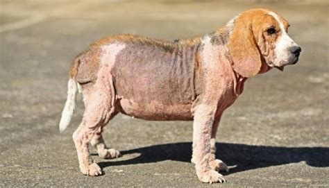 6 Serious Skin Conditions In Dogs And What To Do About Them Dog