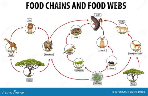 Education Poster Of Biology For Food Webs And Food Chains Diagram Stock