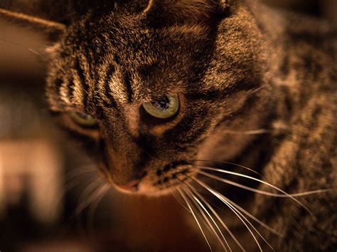 Gray Tabby Cat · Free Stock Photo