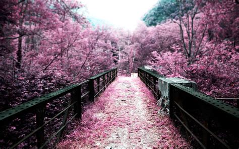 Download Cherry Blossom And Bridge Wallpaper