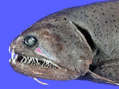 They live 1,000 to 3,000 meters below the sea. Real Monstrosities: Deep Sea Dragonfish